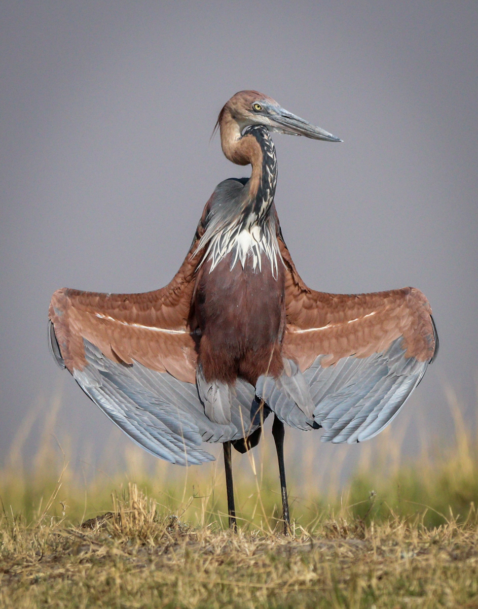 Gisela Schroeder - Goliath Heron